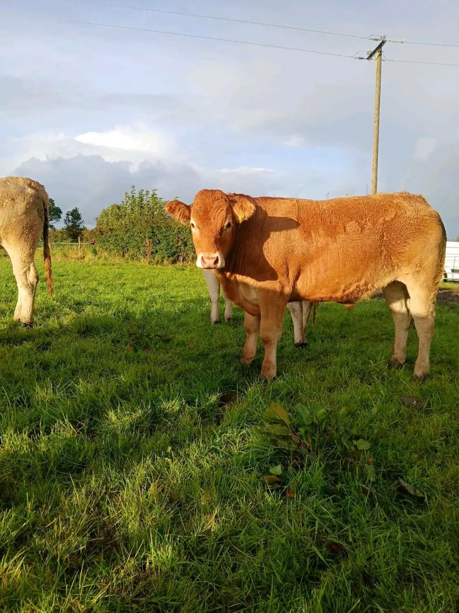 Charolais and limousine bullocks and heifers. - Image 4