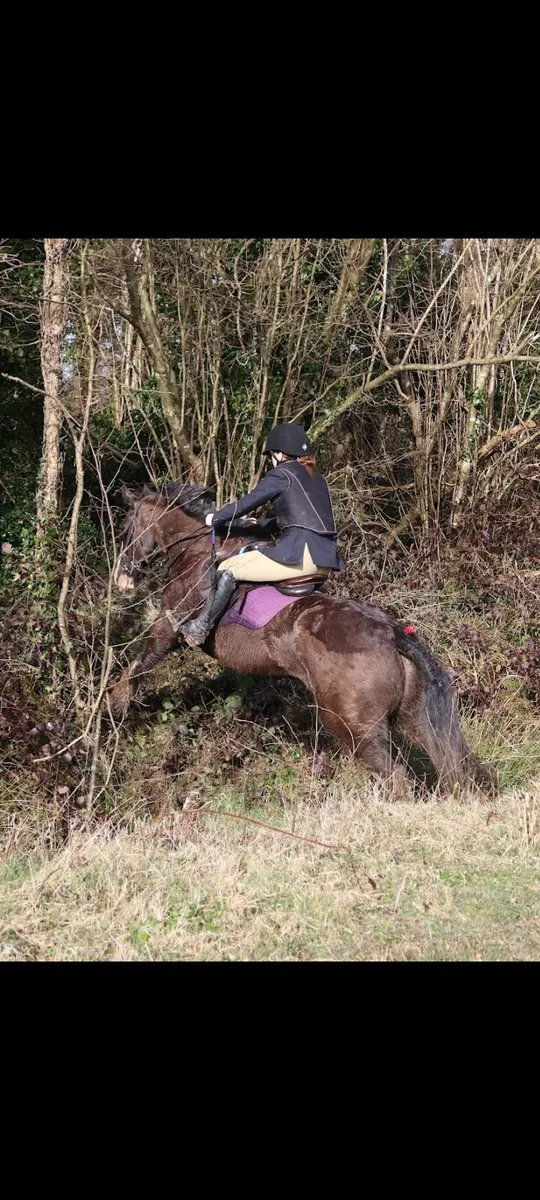 🌟15hh 5yr Mare🌟 - Image 3