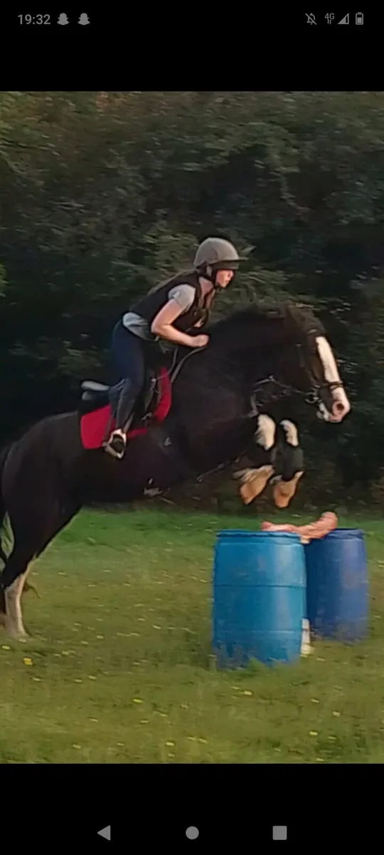 🌟15hh 5yr Mare🌟 - Image 4