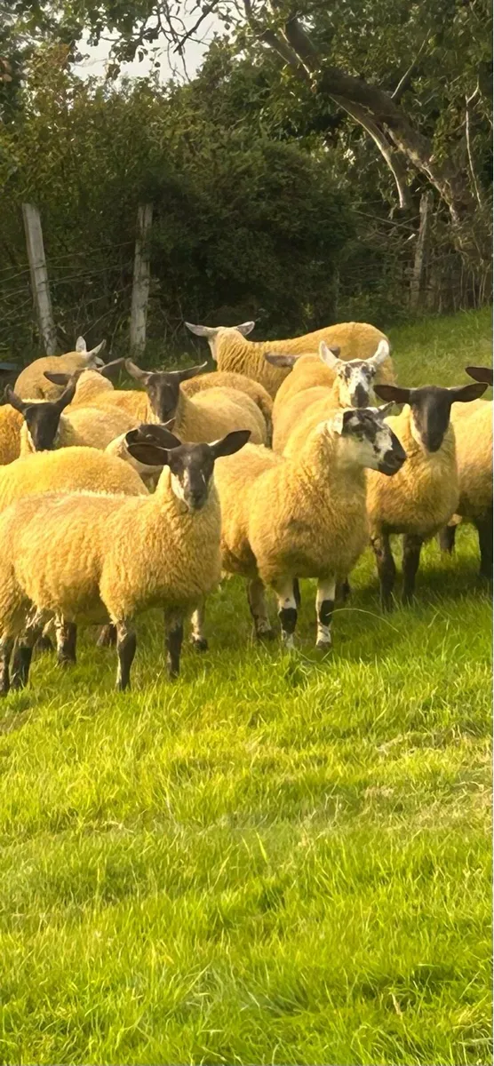30 suffolk Cheviot crossbred lambs - Image 1