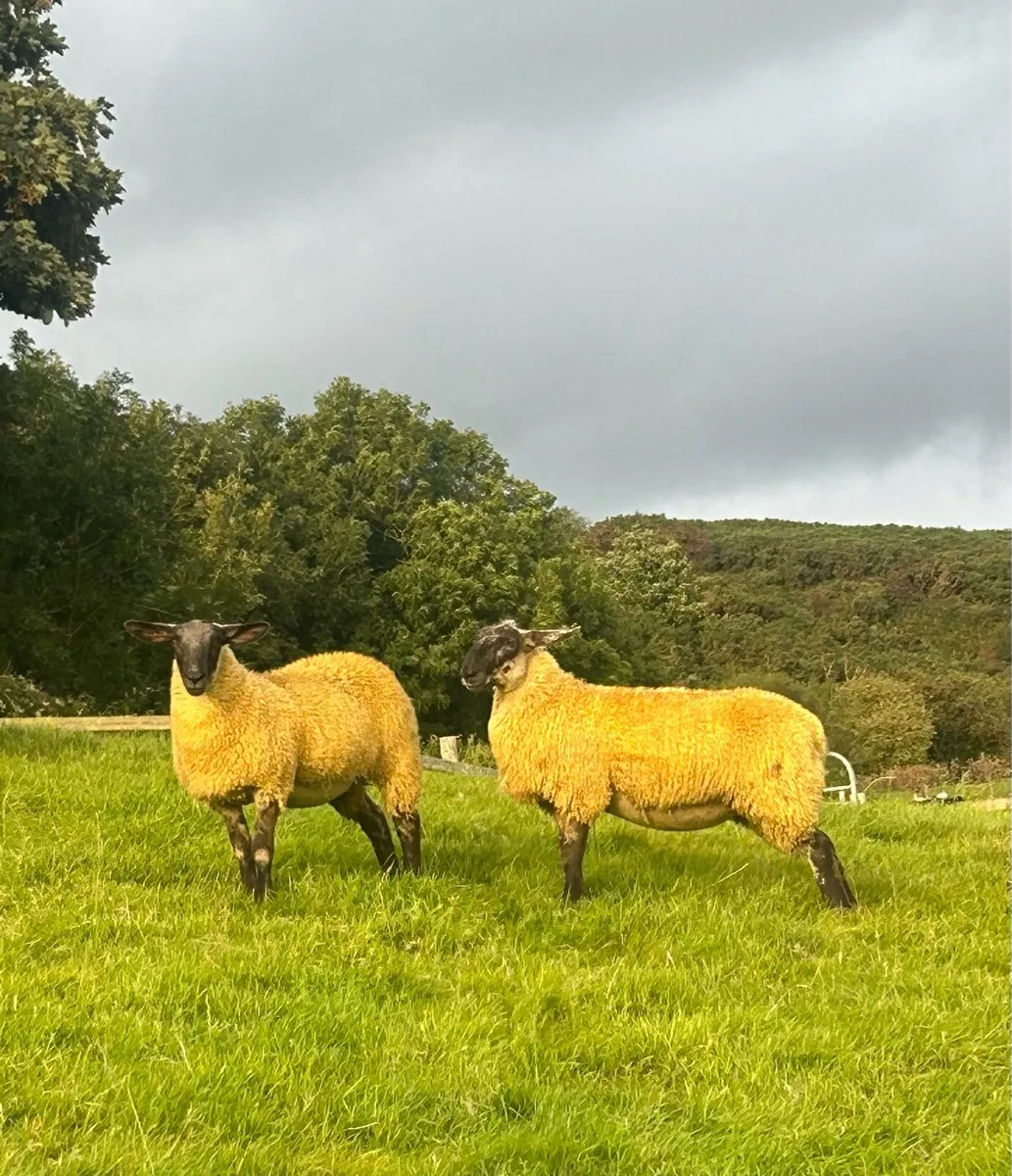 30 suffolk Cheviot crossbred lambs - Image 2