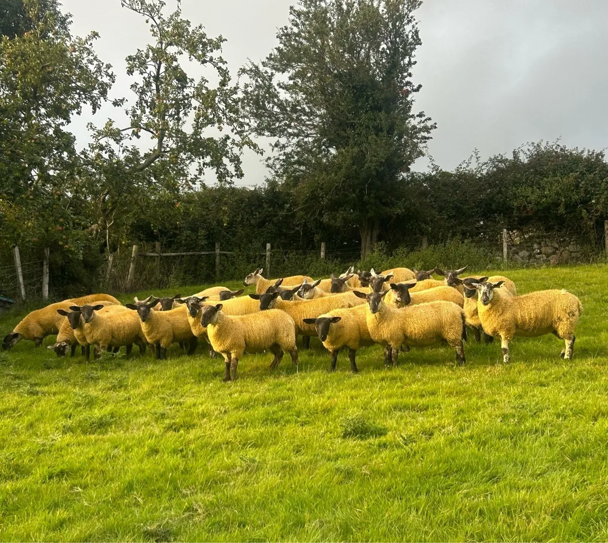 30 suffolk Cheviot crossbred lambs - Image 3