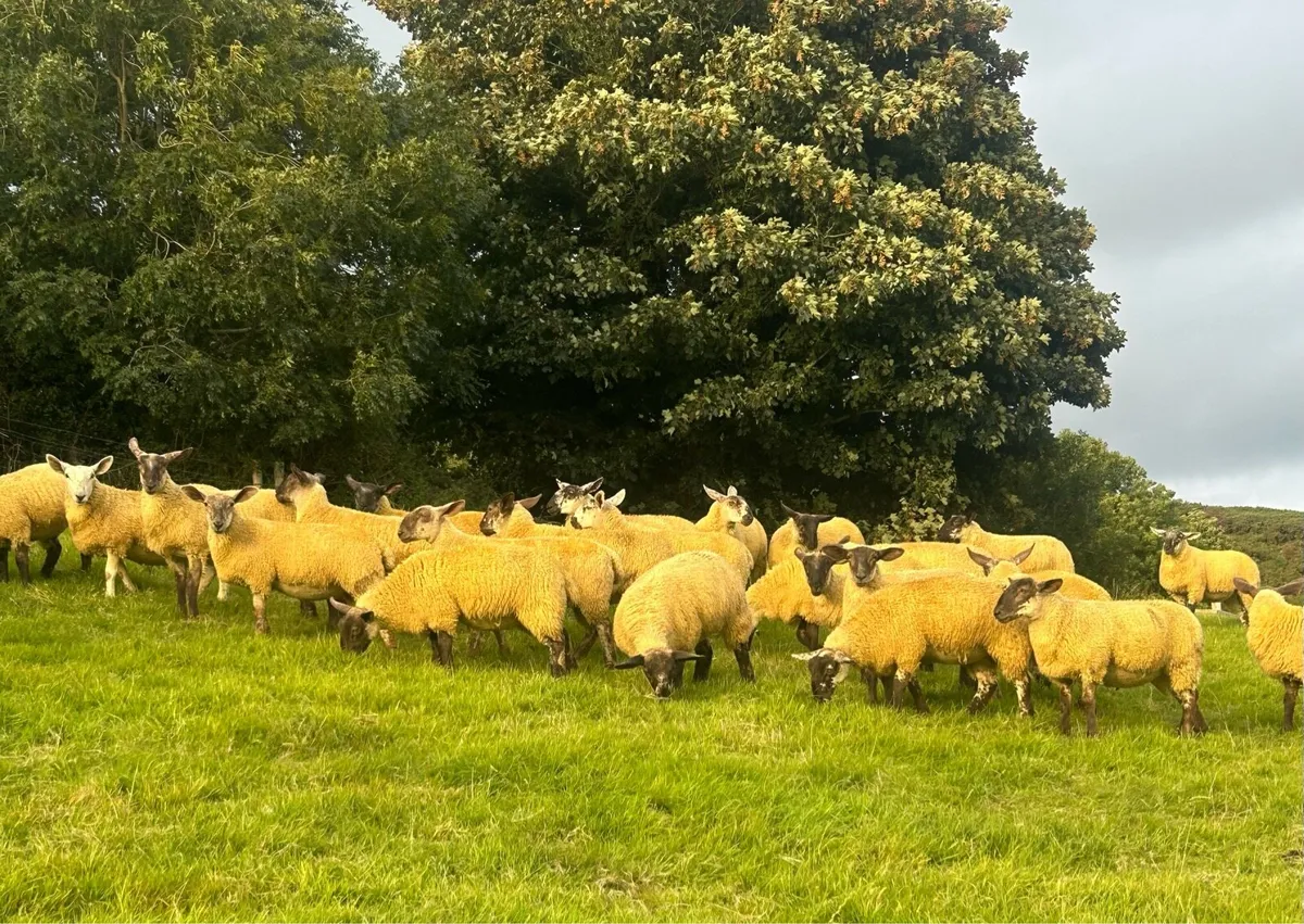 30 suffolk Cheviot crossbred lambs - Image 4