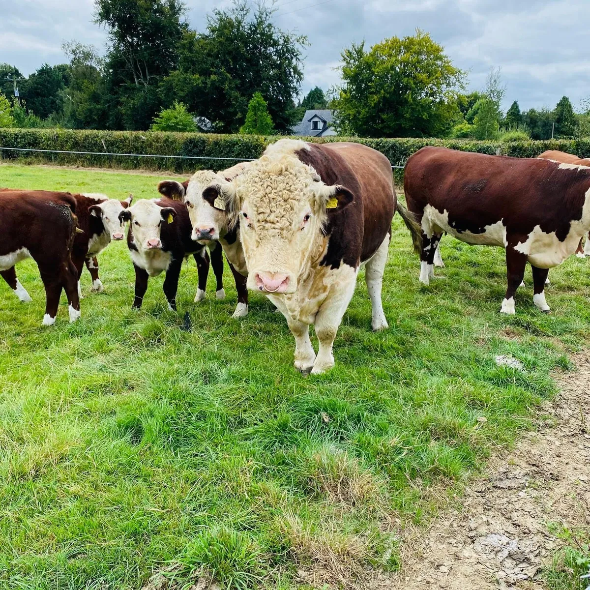 Cattle in carnew mart 6/9/25 2pm - Image 1