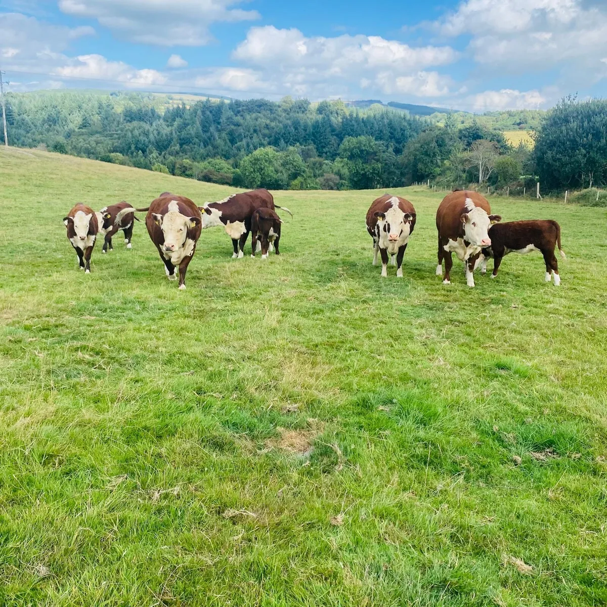 Cattle in carnew mart 6/9/25 2pm - Image 3