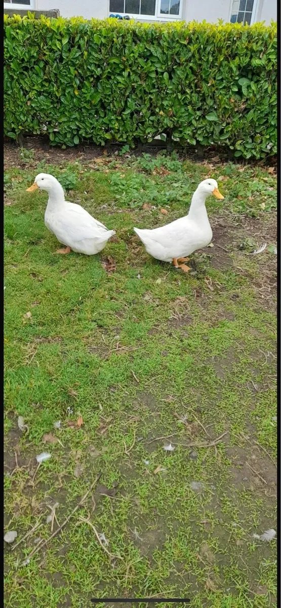 Ducks and Geese - Image 1