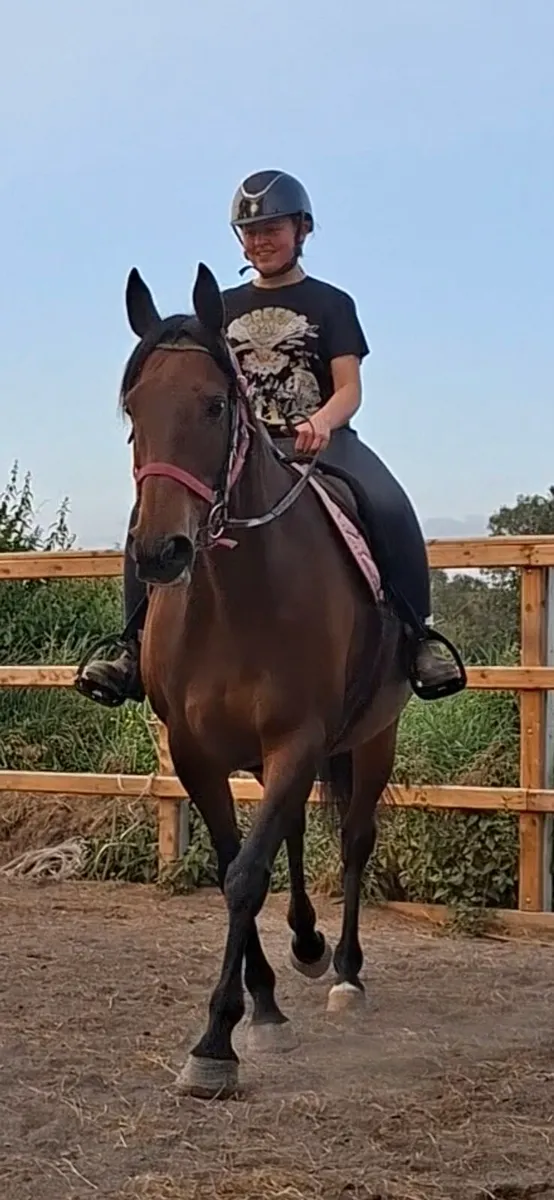 Beautiful project mare - Image 1