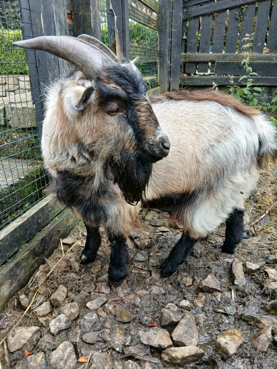 Pygmy goat - Image 1