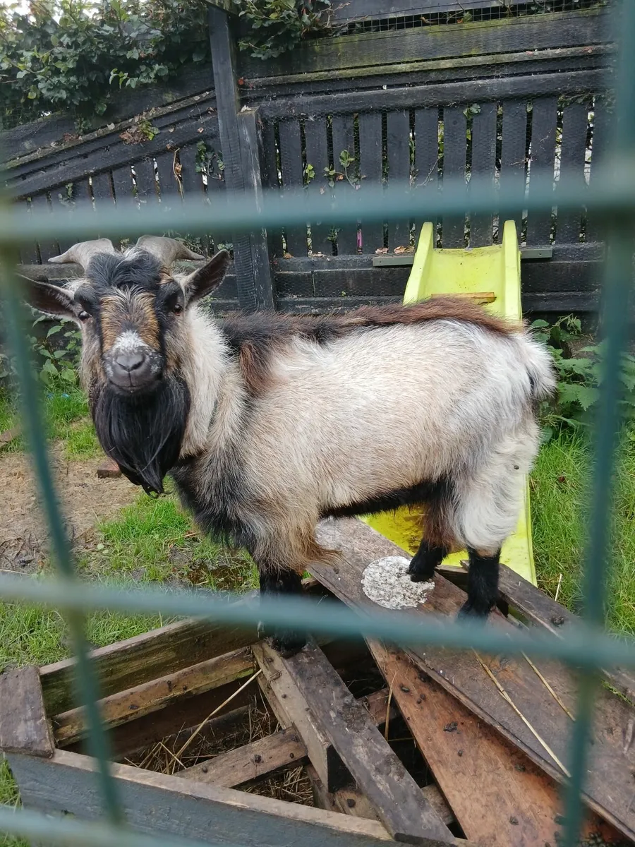 Pygmy goat - Image 2