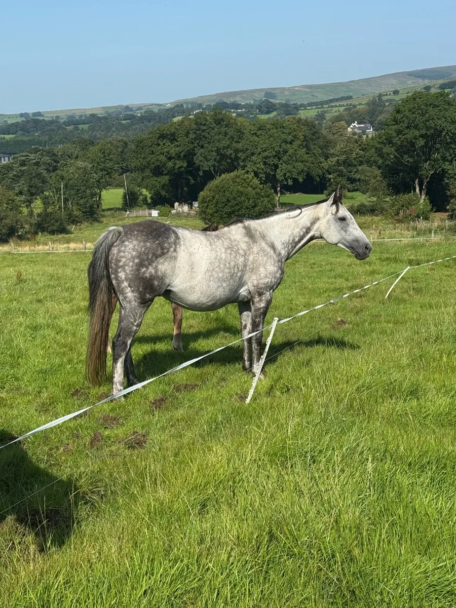 Broodmare - Image 1