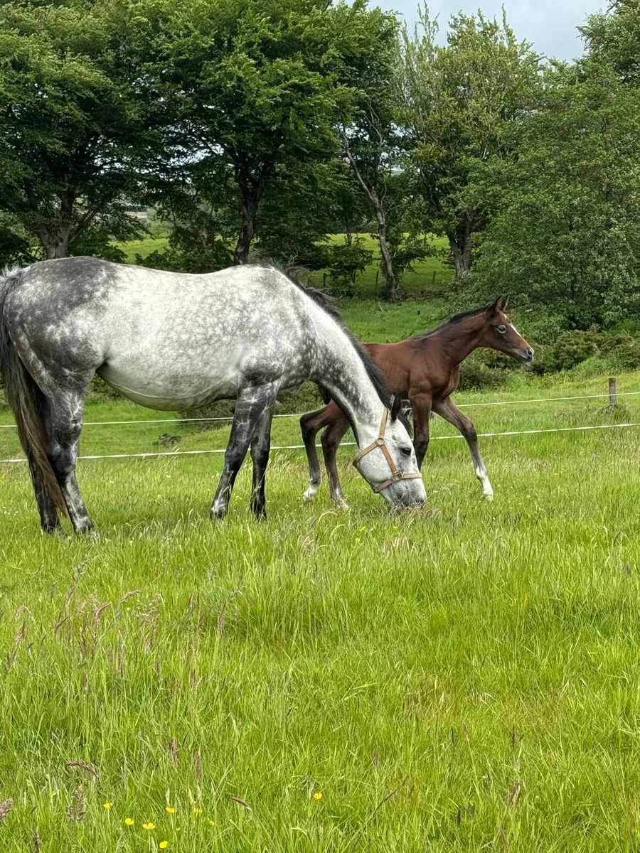 Broodmare - Image 3
