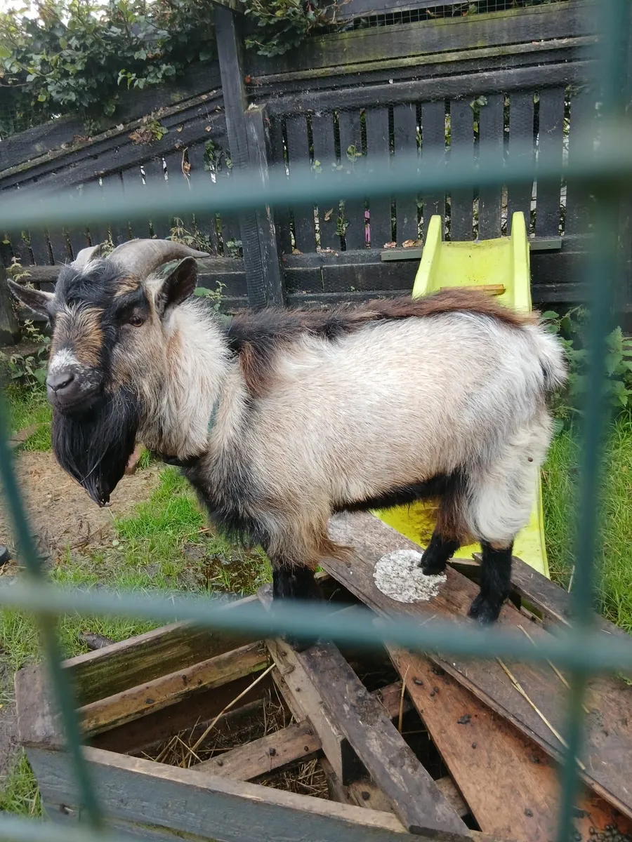 Pygmy goat - Image 4