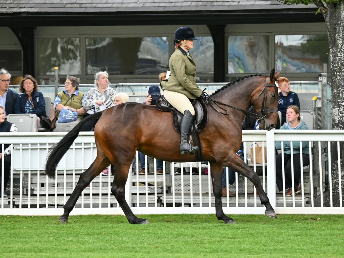 Raheenagurren stables - Image 1