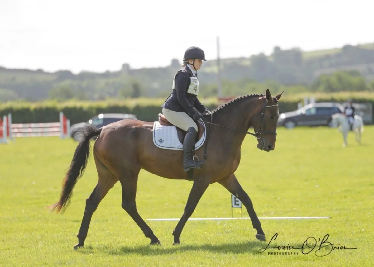 Raheenagurren stables - Image 2