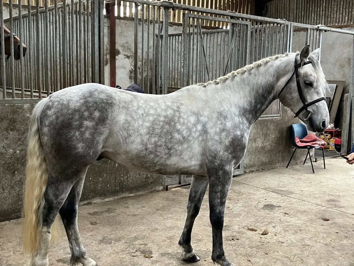 4 yr old Connemara - Image 1