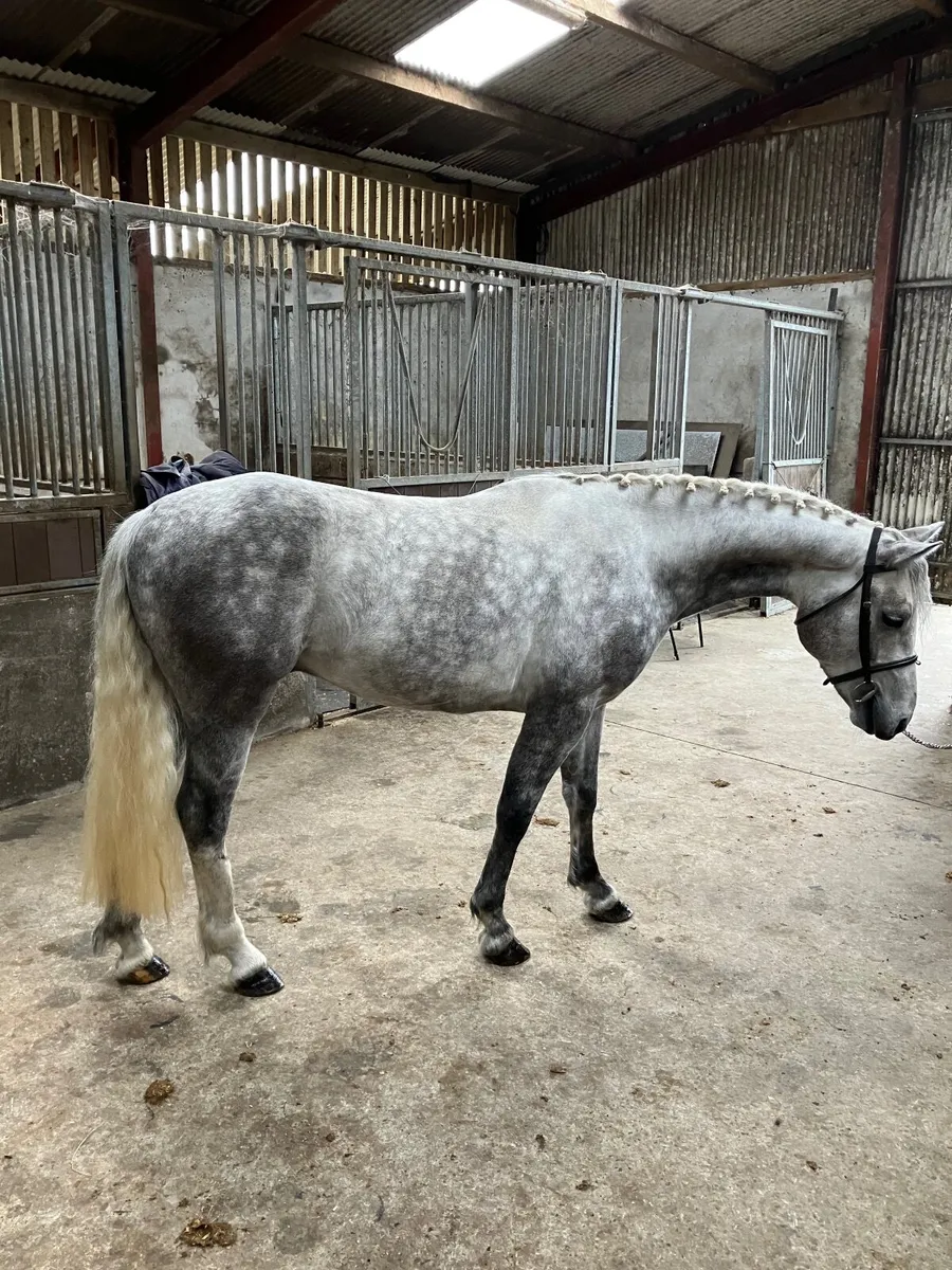 4 yr old Connemara - Image 2