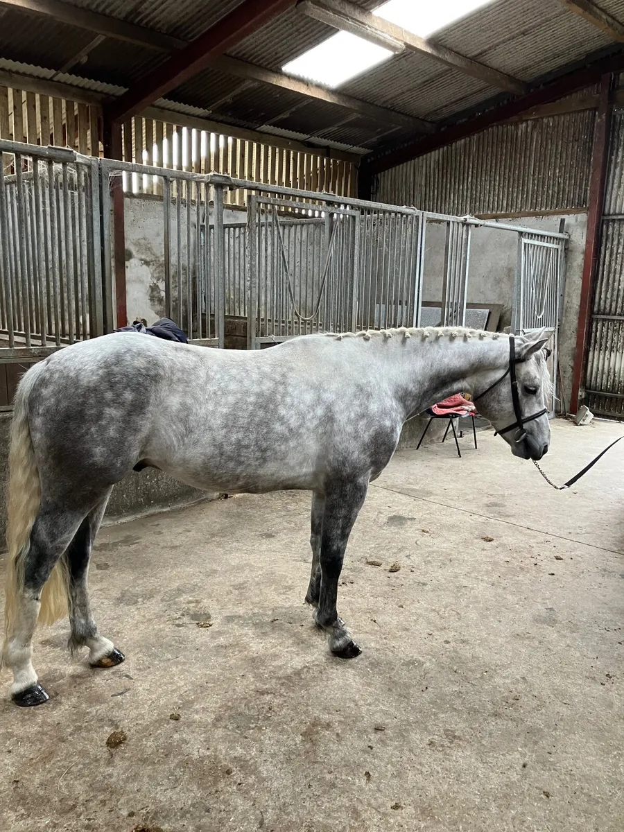 4 yr old Connemara - Image 3