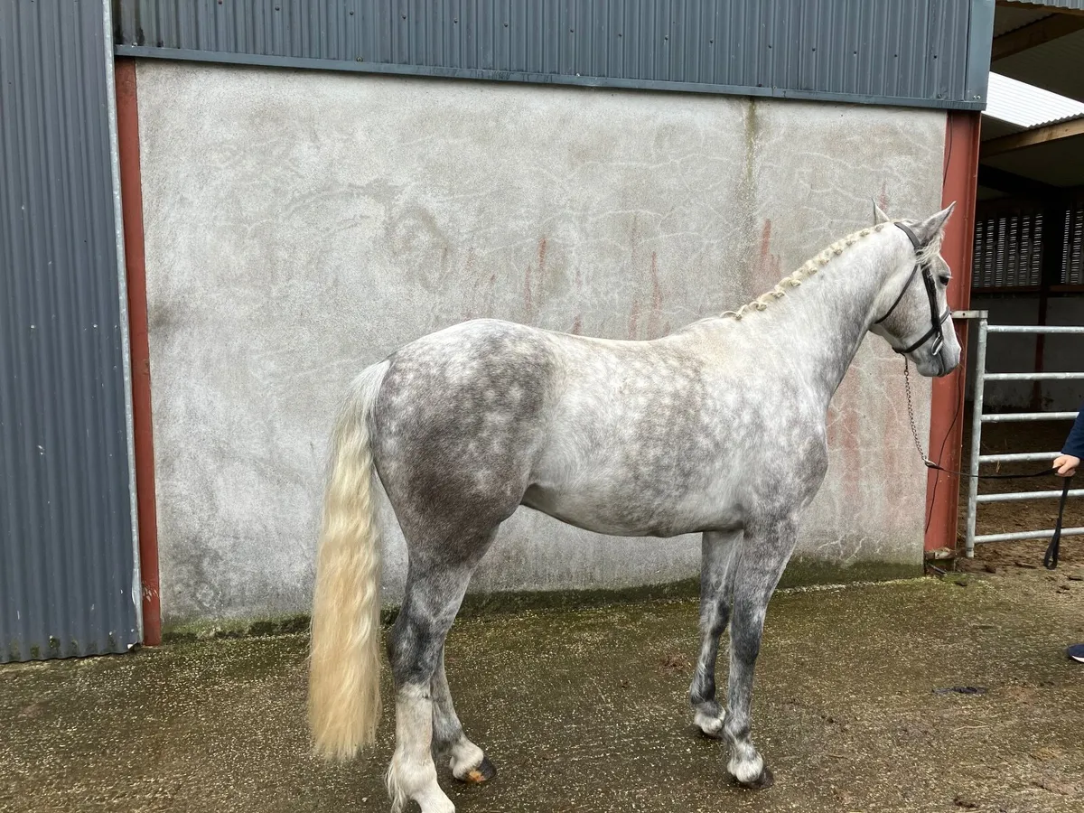 4 yr old Connemara - Image 4