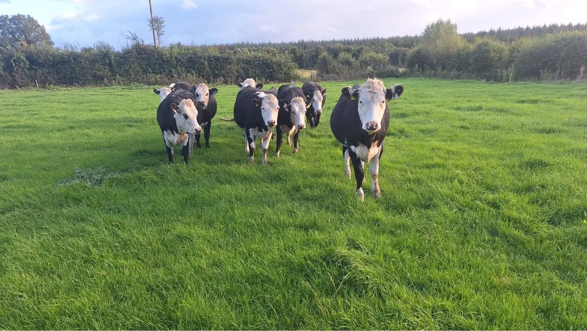Hereford Heifers - Image 1