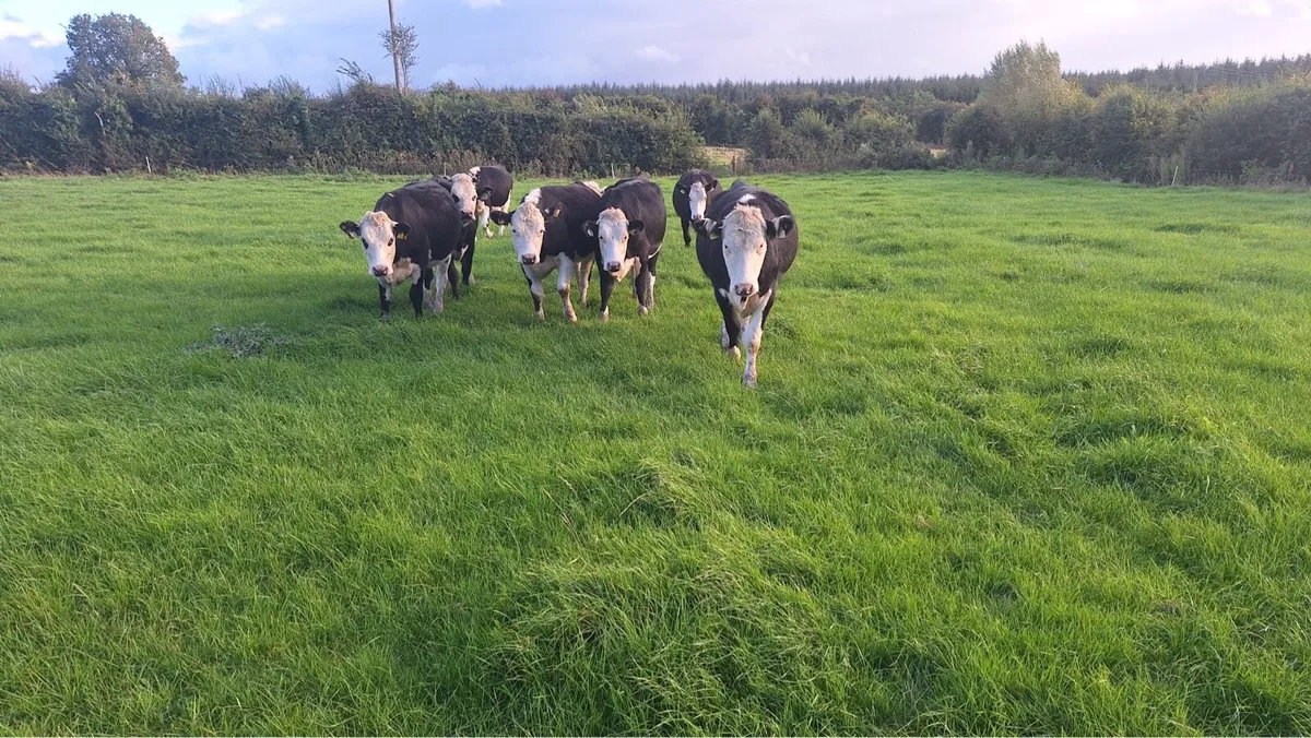 Hereford Heifers - Image 2