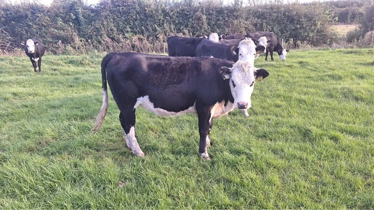 Hereford Heifers - Image 4