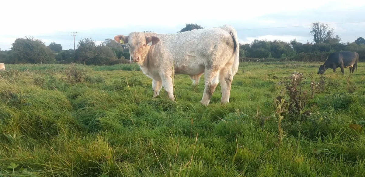 10 Charolais Bull Weanlings - Image 1