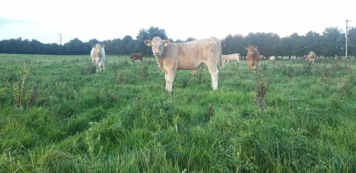 10 Charolais Bull Weanlings - Image 3