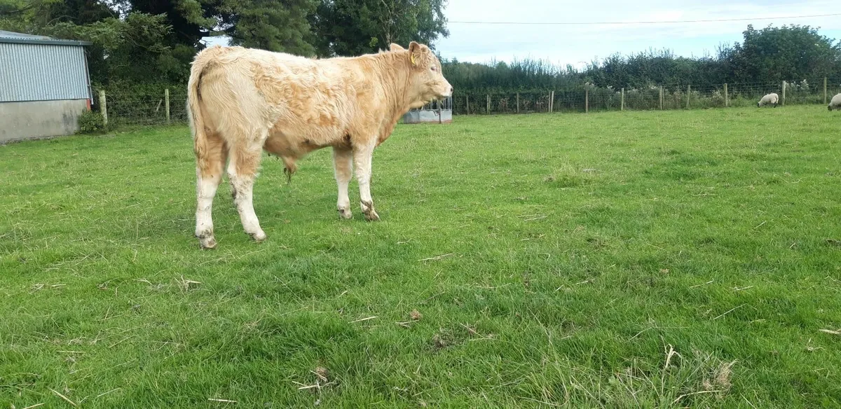 10 Charolais Bull Weanlings - Image 4
