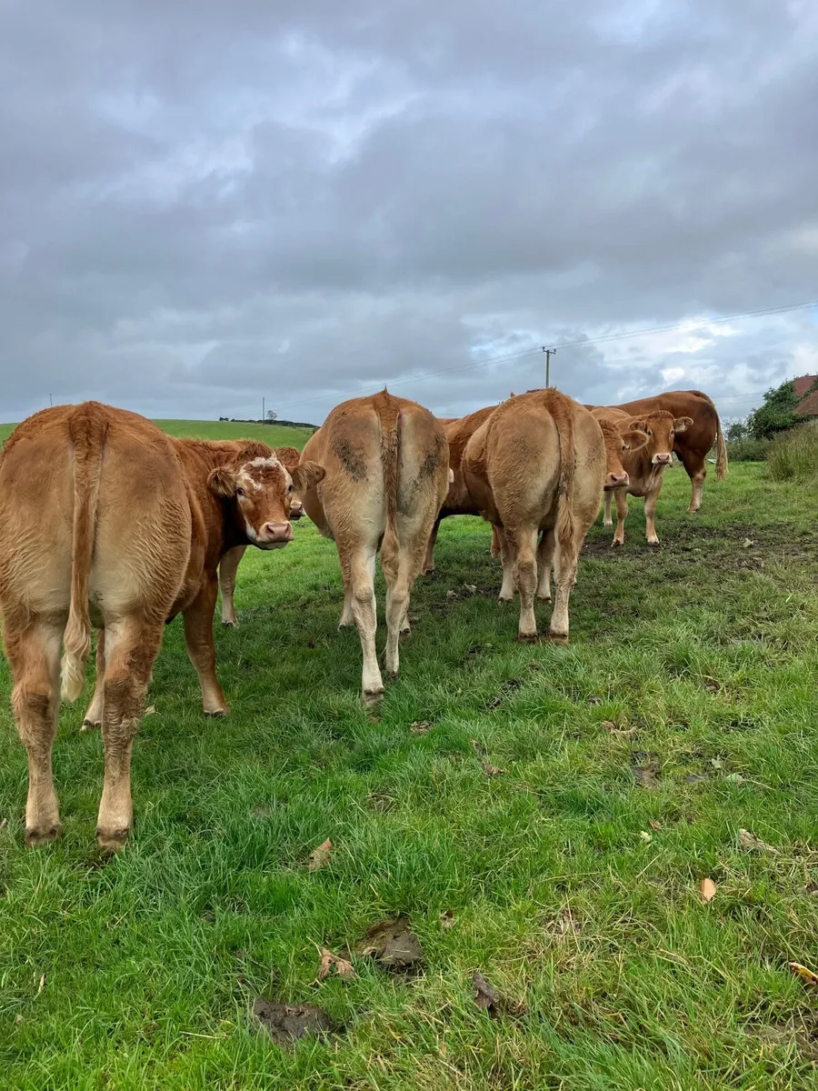 Incalf heifers - Image 2