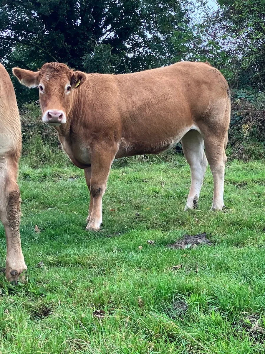 Incalf heifers - Image 4