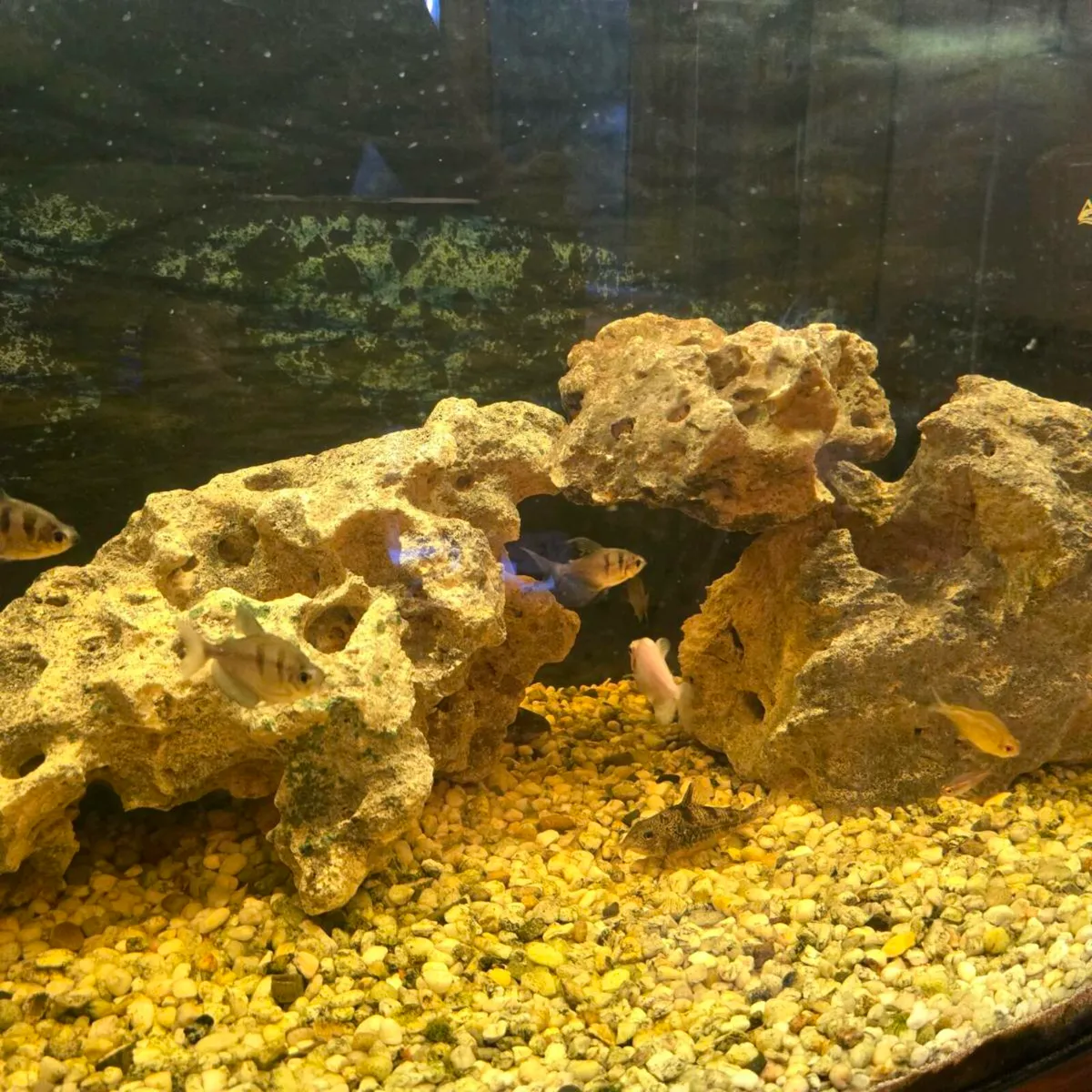 Jewel fish tank - Image 2