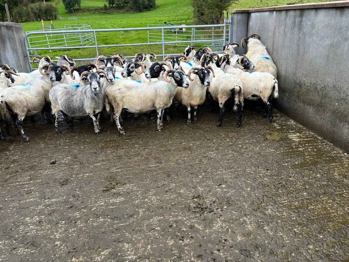 Sheep - Image 1