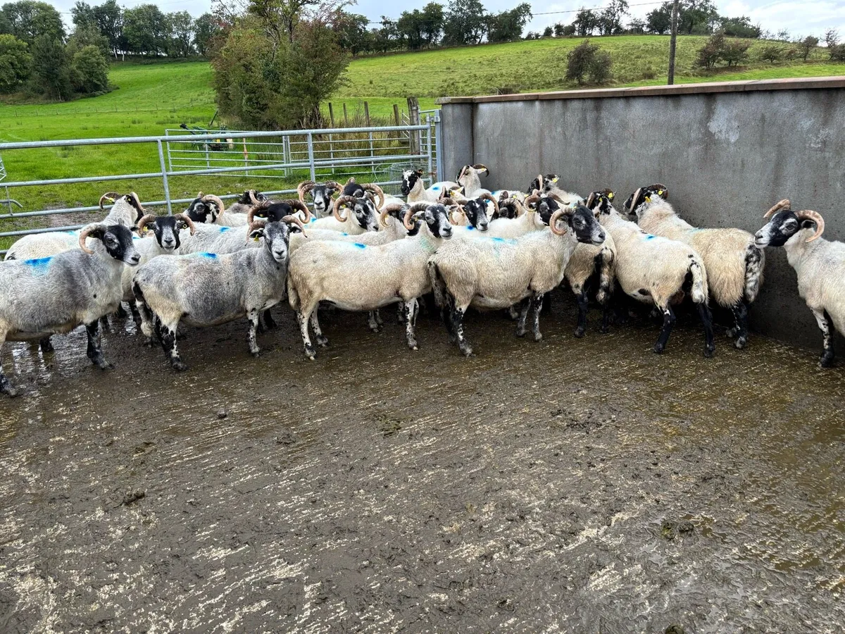 Sheep - Image 3