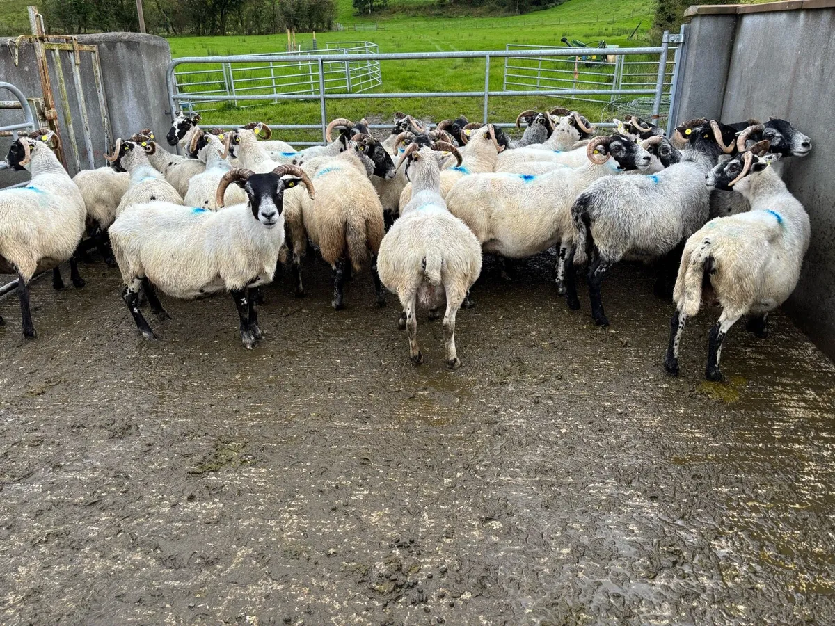 Sheep - Image 4