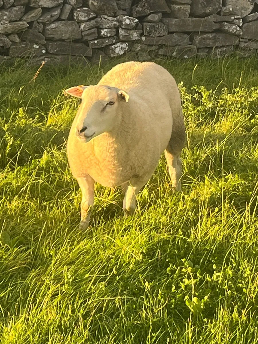 PBR Belclare Hoggetts and Ram lambs SIS eligible - Image 4