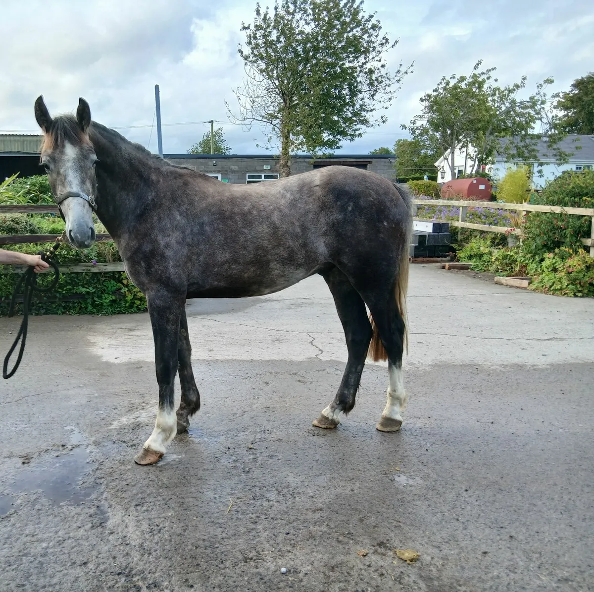 Draught gelding - Image 1