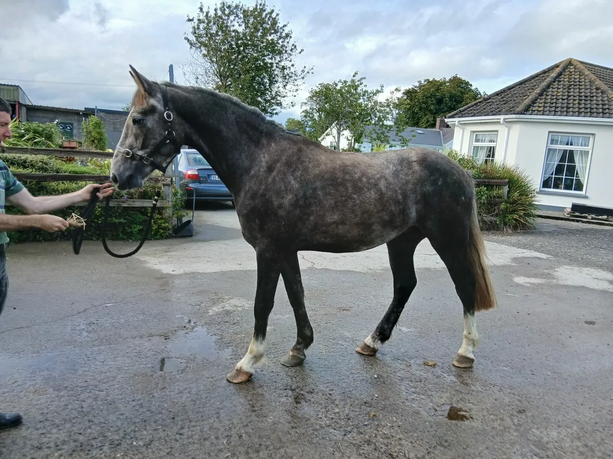 Draught gelding - Image 2
