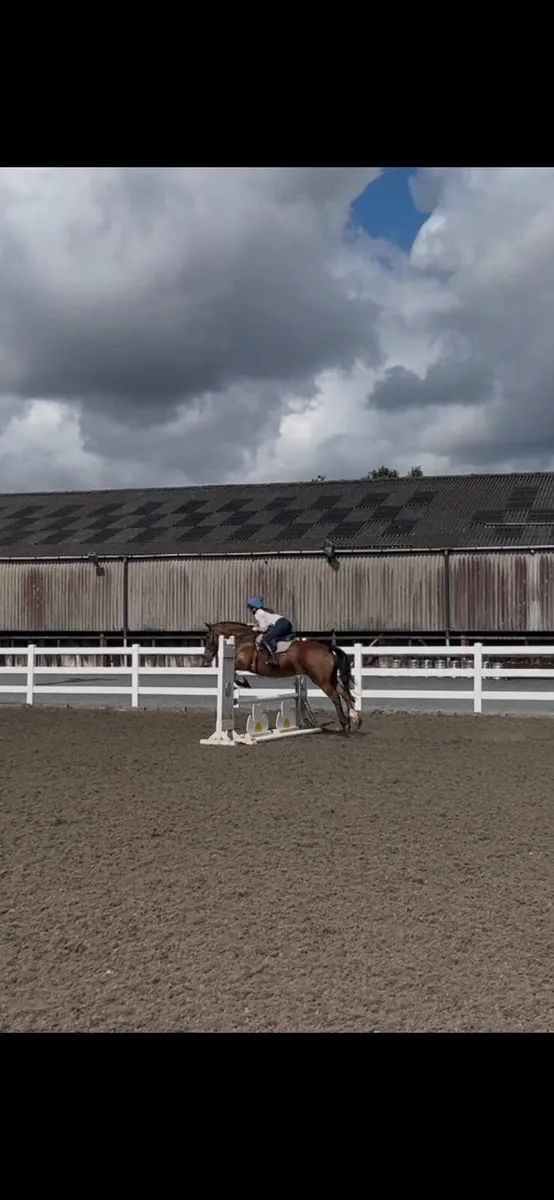 Cracking allrounder - Image 4
