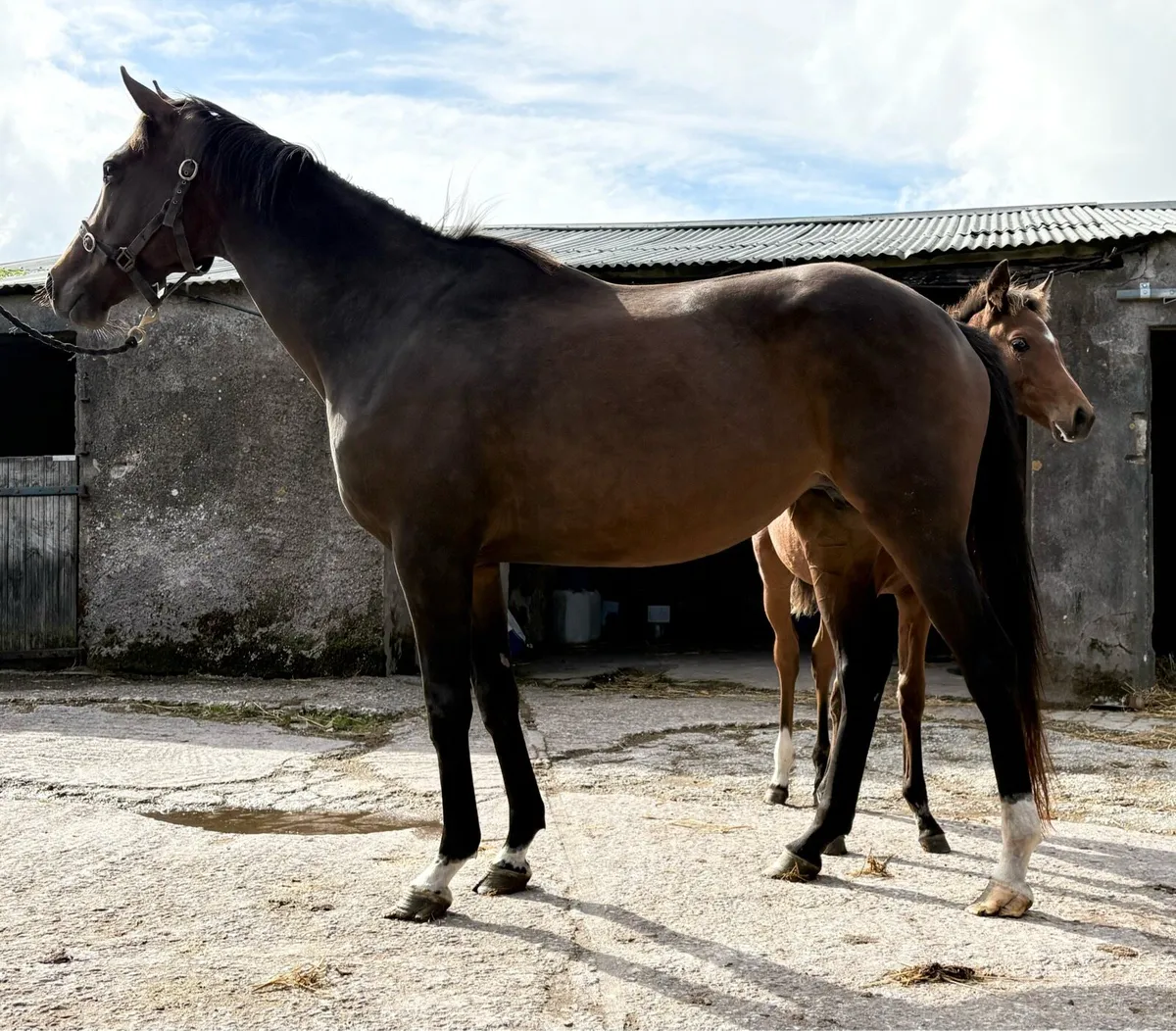 **TB Brood Mare…Own sister to G1 placed horse** - Image 1