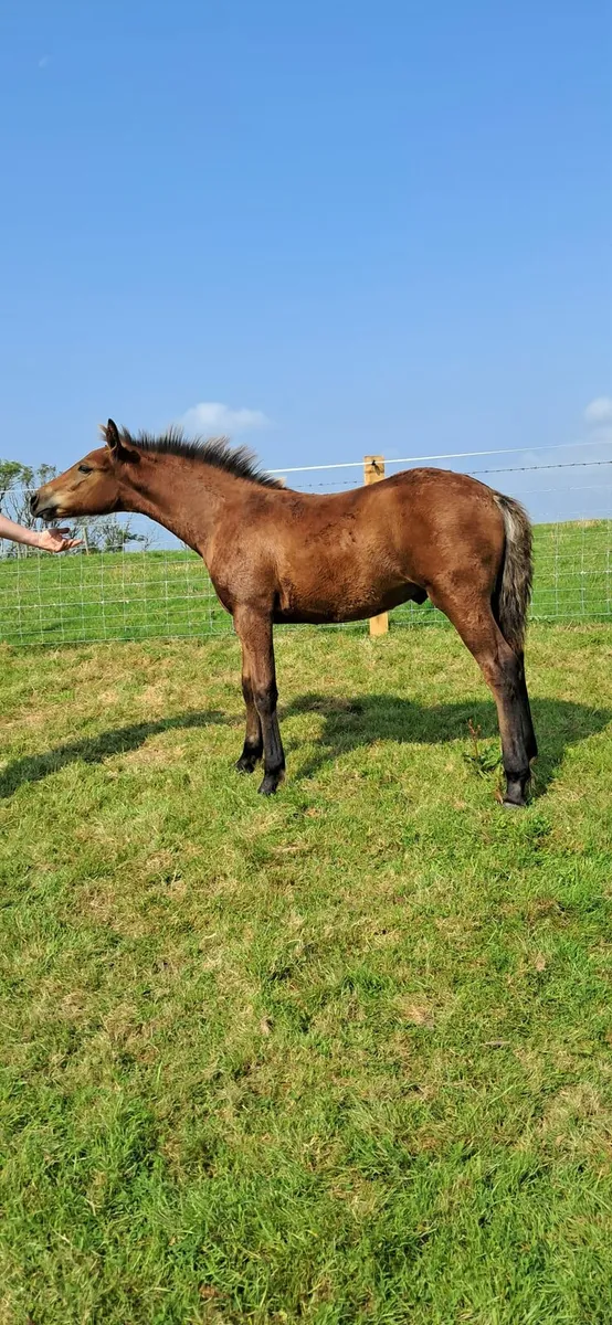Colt foal - Image 1