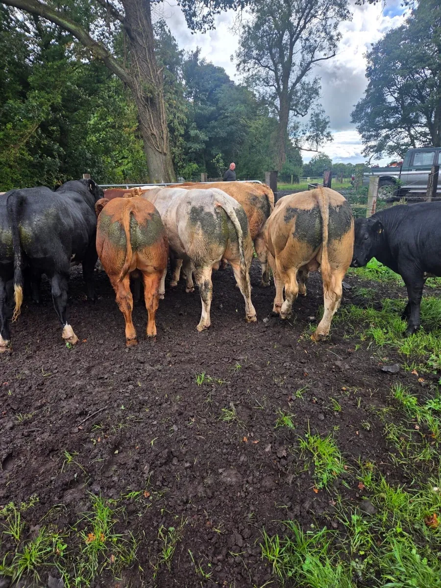 Top quality AI bred bulls - Image 2