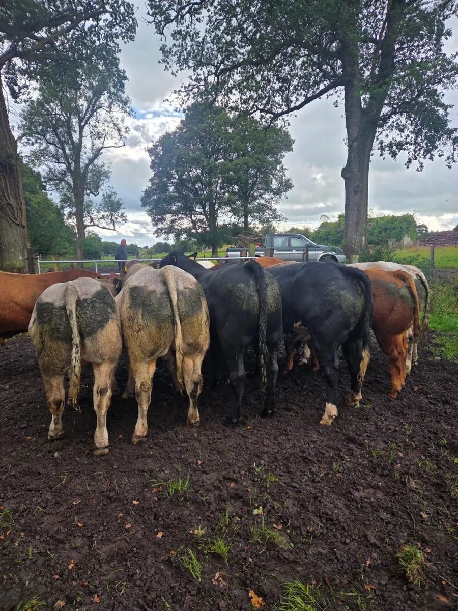 Top quality AI bred bulls - Image 1