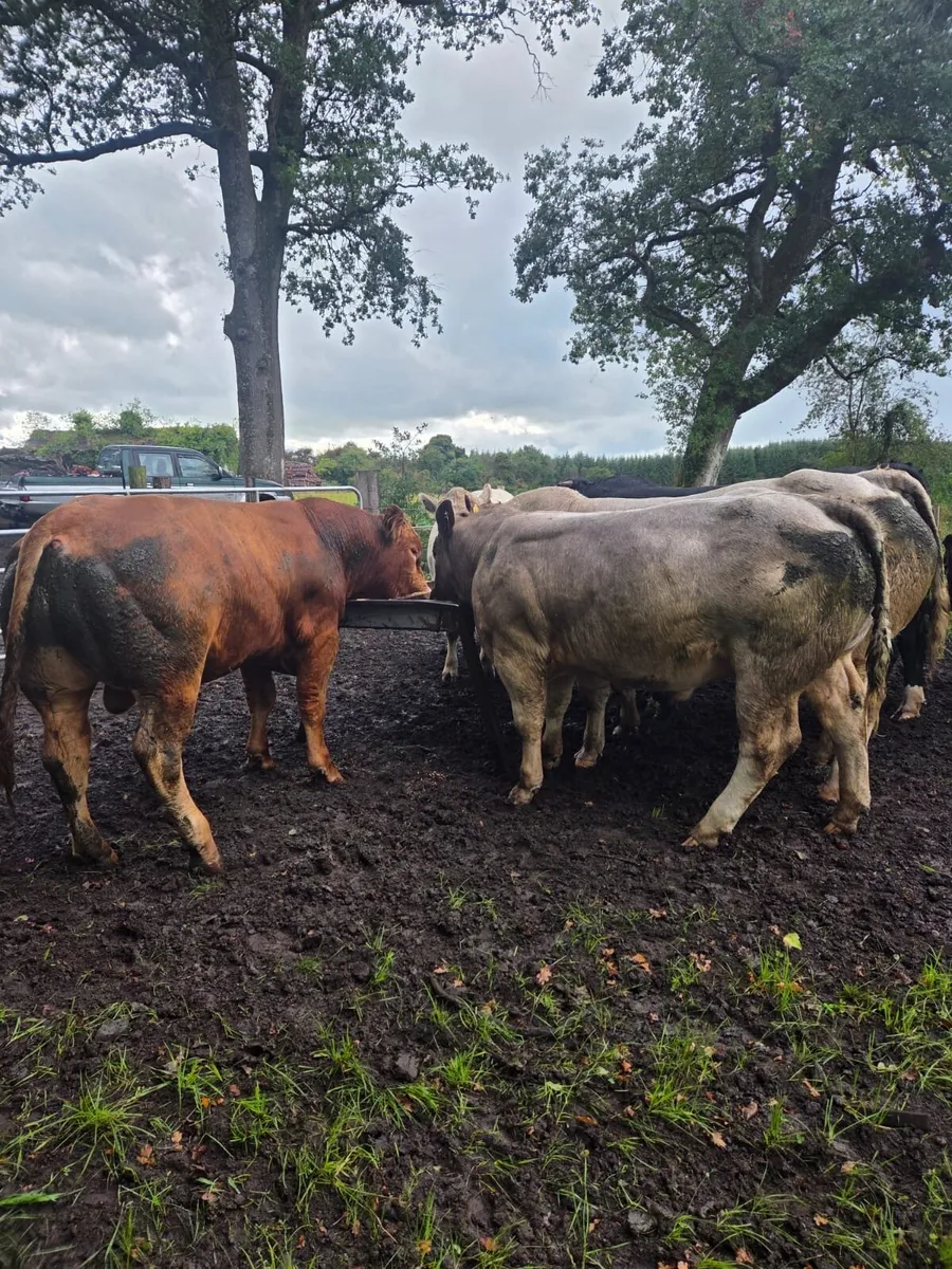 Top quality AI bred bulls - Image 3