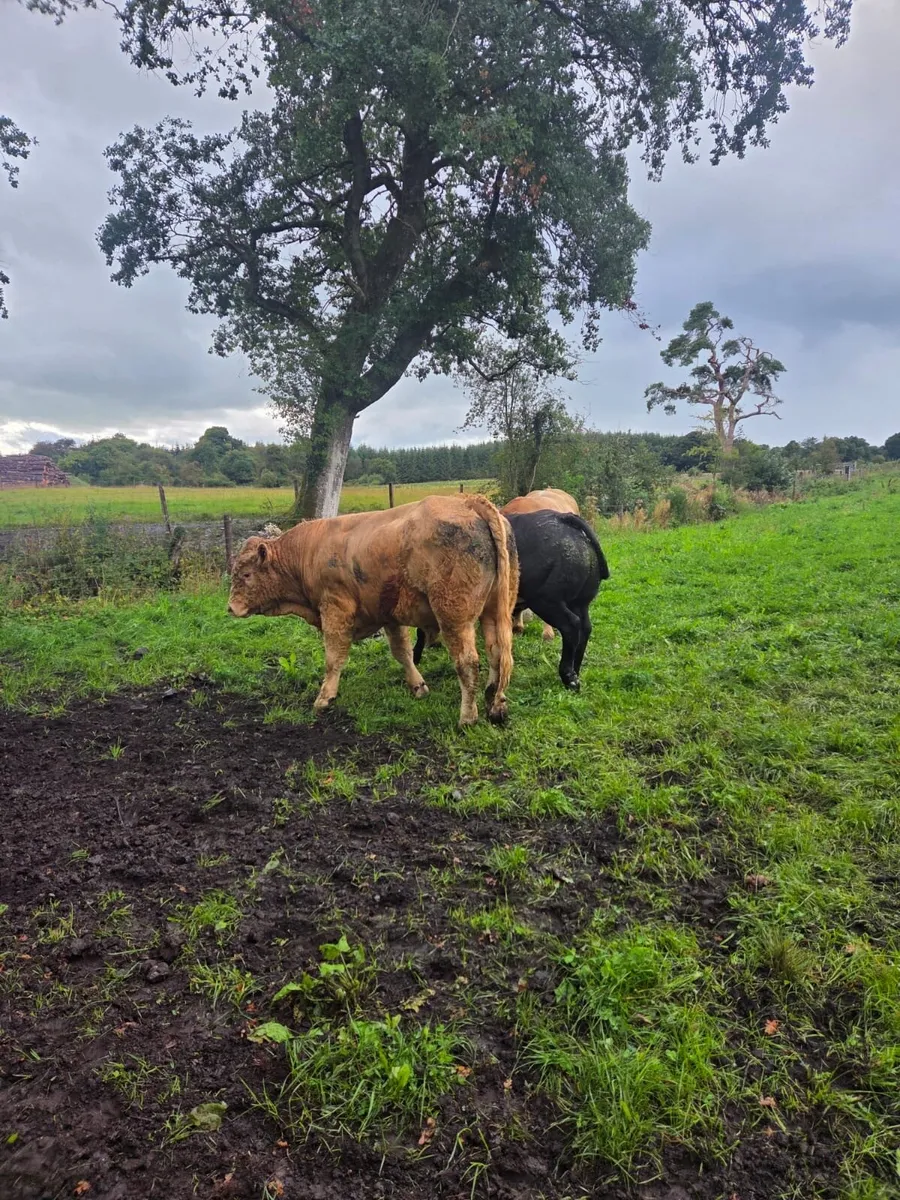 Top quality AI bred bulls - Image 4