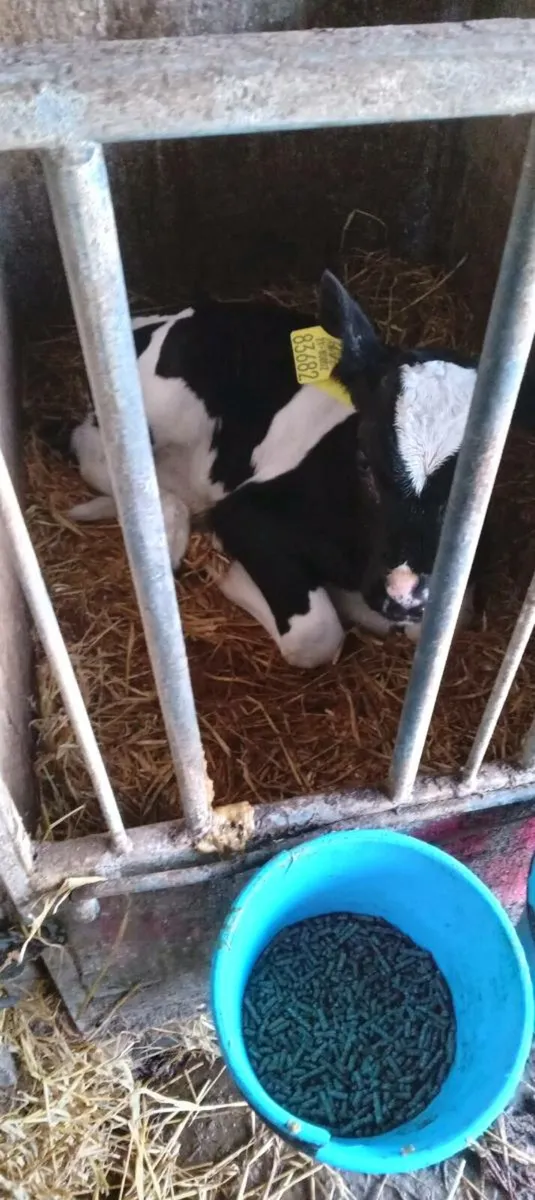 Bull calves - Image 2