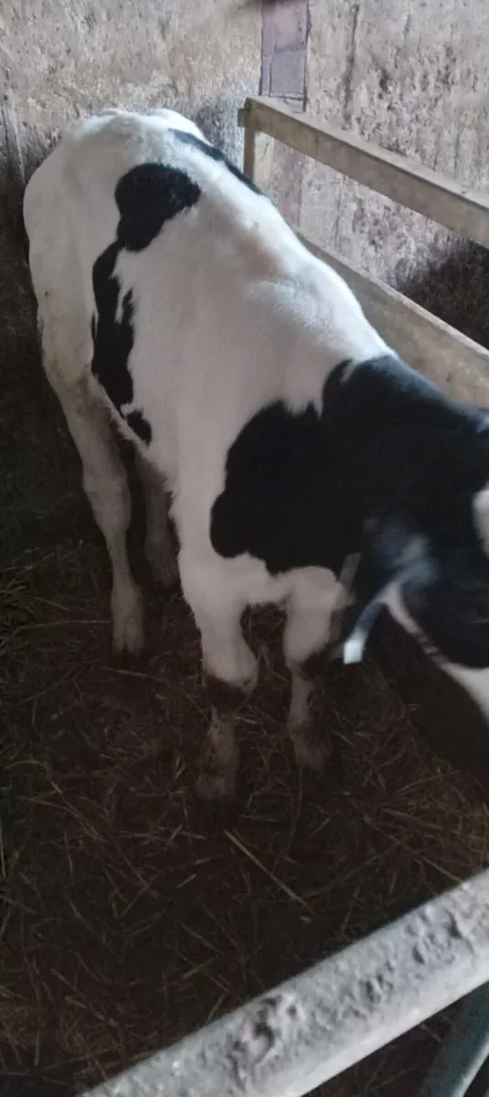 Bull calves - Image 3