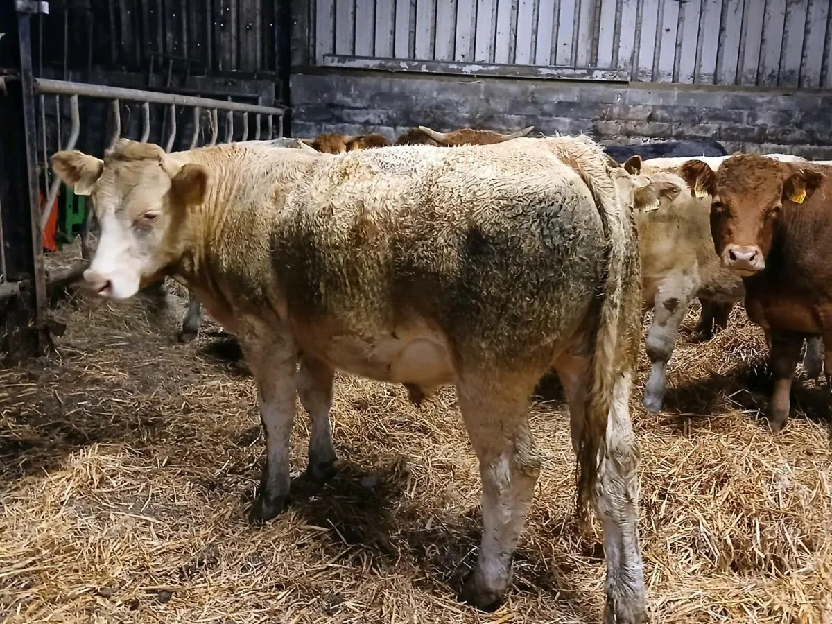 Bullocks For Athenry Mart Tomorrow 2nd September - Image 1