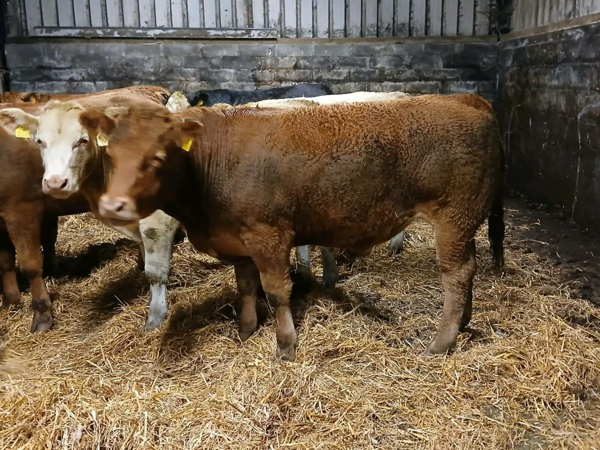 Bullocks For Athenry Mart Tomorrow 2nd September - Image 2