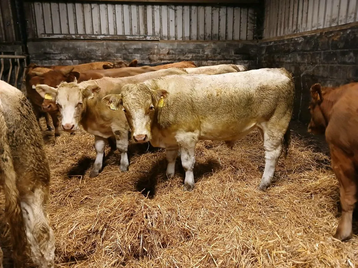 Bullocks For Athenry Mart Tomorrow 2nd September - Image 3
