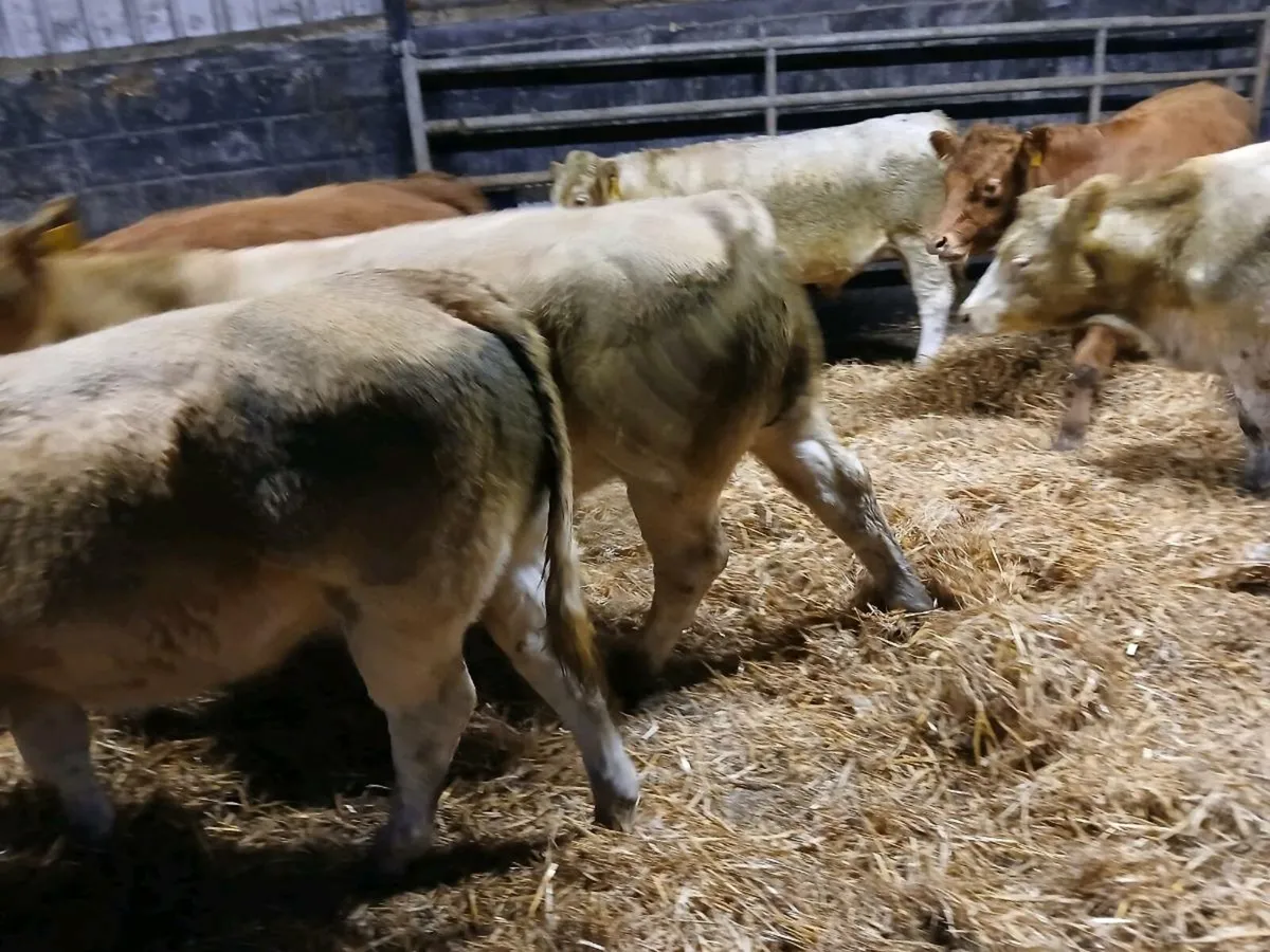 Bullocks For Athenry Mart Tomorrow 2nd September - Image 4